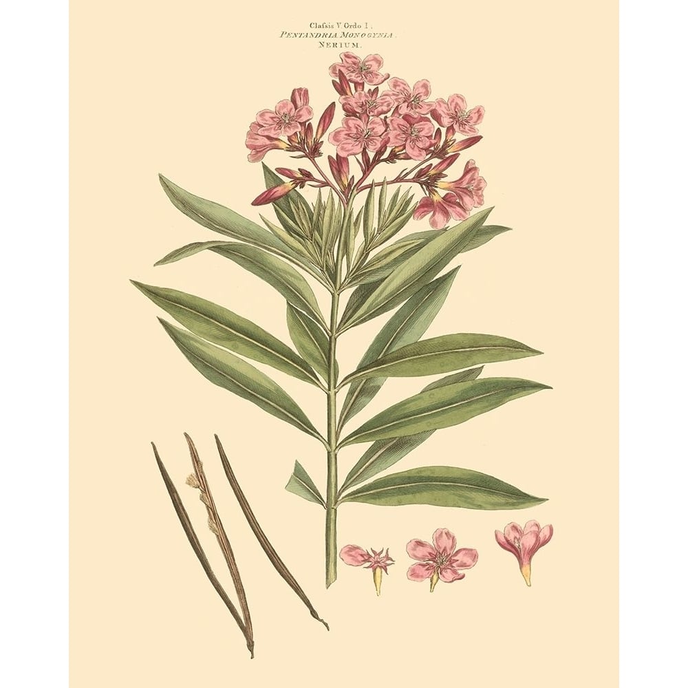 Blushing Pink Florals III Poster Print - John Miller-VARPDX59618Z Image 1