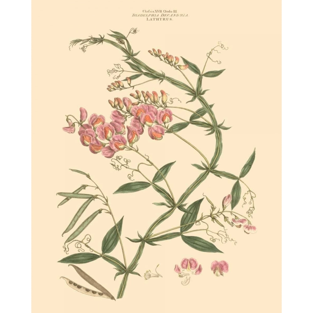 Blushing Pink Florals VI Poster Print - John Miller-VARPDX59621Z Image 1