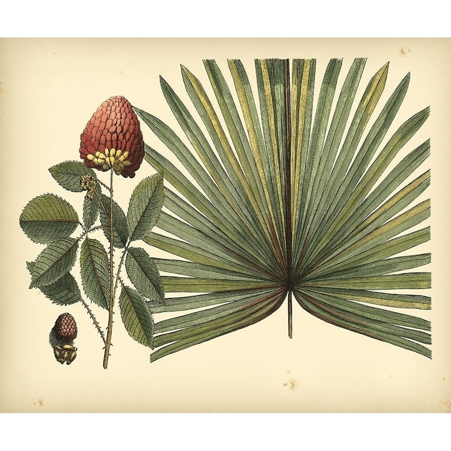 Antique Brazilian Palm Poster Print - Sir Hans Sloane-VARPDX59634Z Image 1