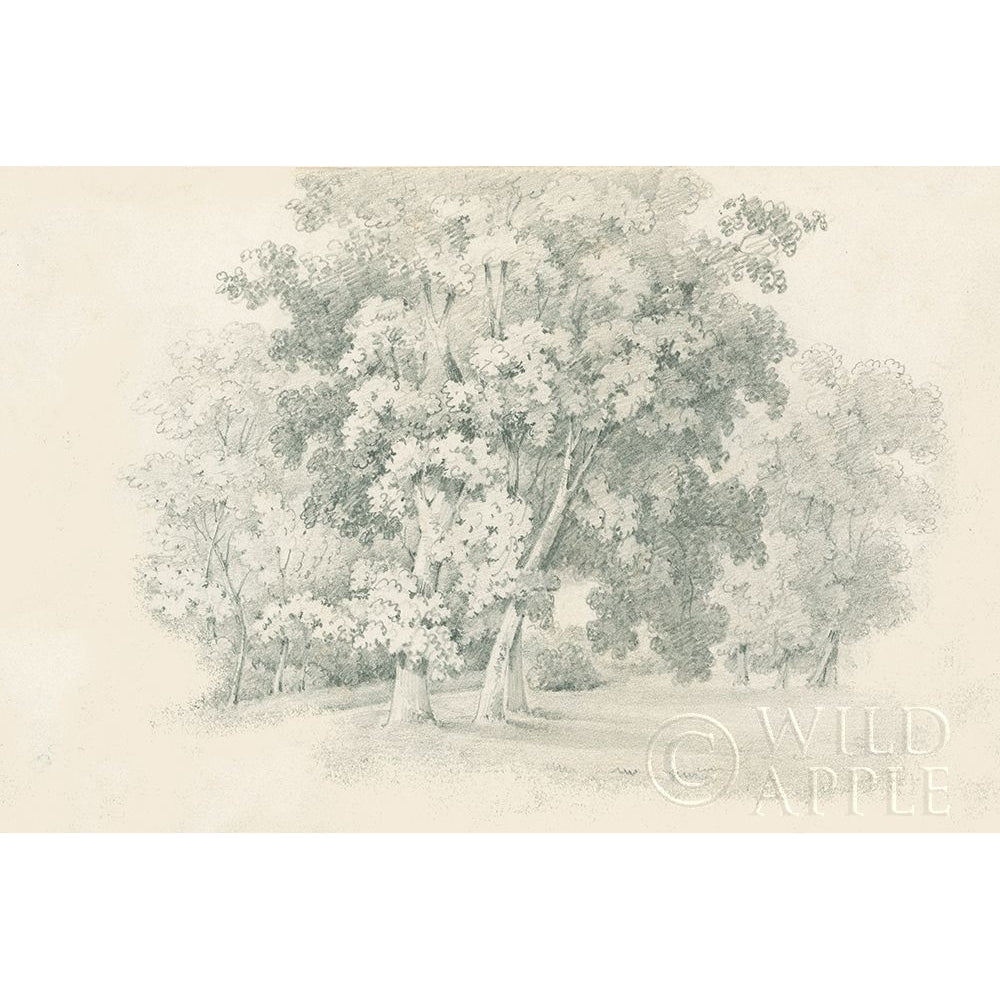 Edge of the Woods Sketch Poster Print by Wild Apple Portfolio Wild Apple Portfolio-VARPDX59697 Image 1