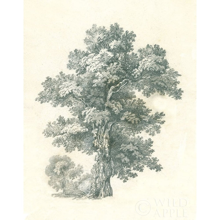 Tree Study I Poster Print by Wild Apple Portfolio Wild Apple Portfolio-VARPDX59693 Image 1