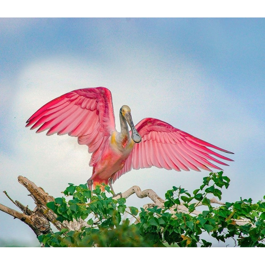 Roseate Spoonbills Landing by Tim Fitzharris-VARPDX60406 Image 1