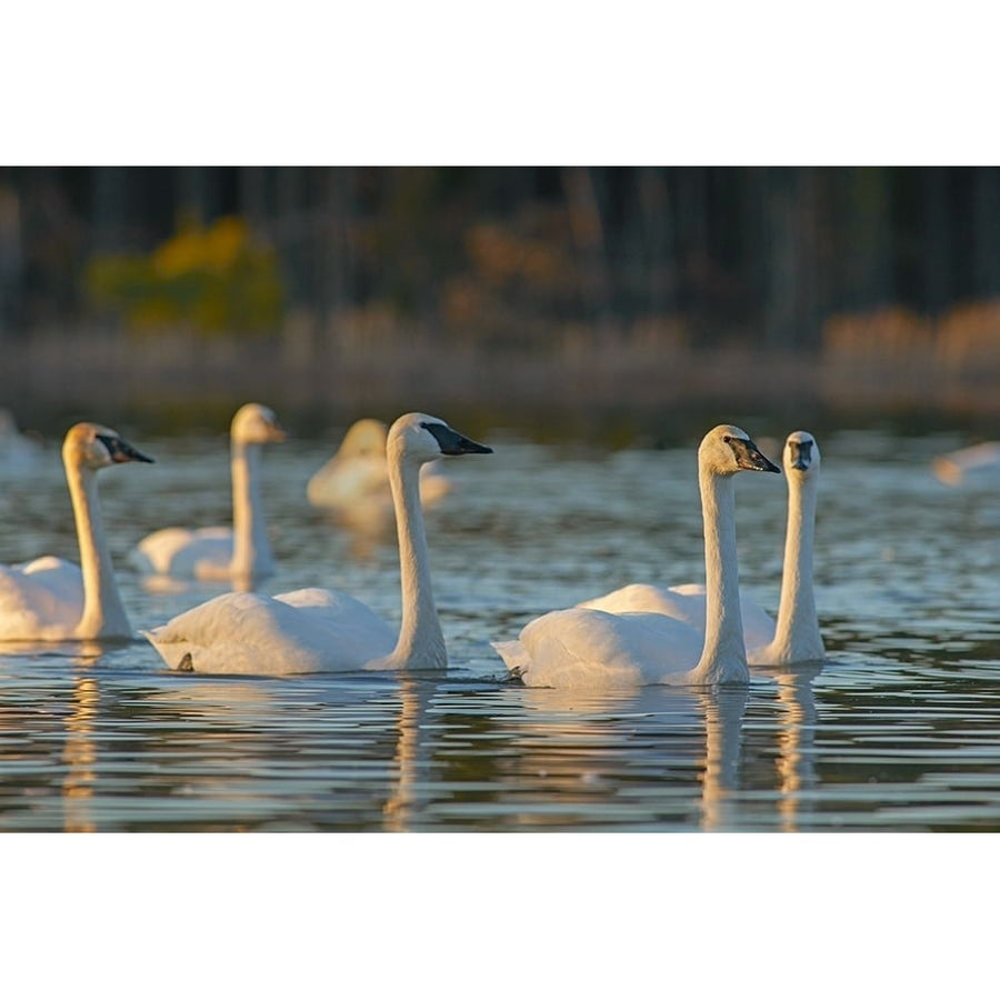 Trumpeter Swans-Magness Lake-Arkansas by Tim Fitzharris-VARPDX60403 Image 1