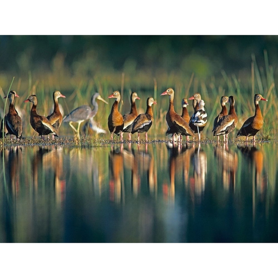 Black-bellied Whistling Ducks by Tim Fitzharris-VARPDX60411 Image 1