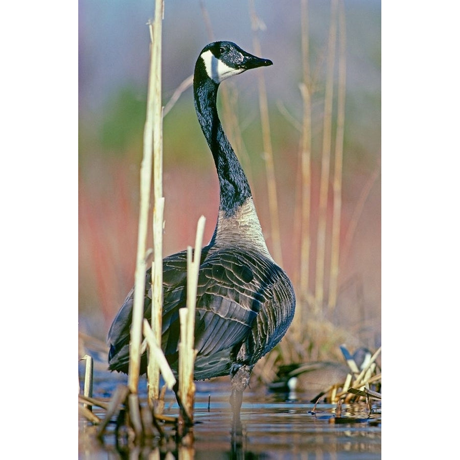 Canada Goose I by Tim Fitzharris-VARPDX60420 Image 1