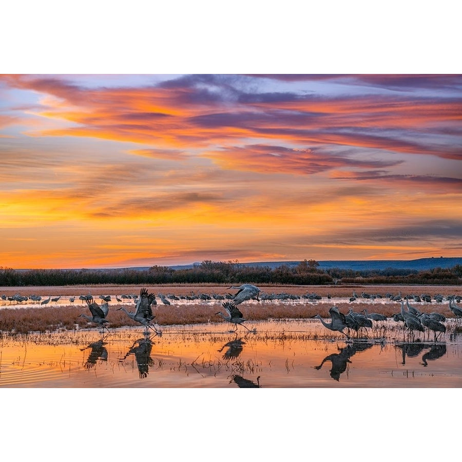 Sandhill Cranes-Bosque del Apache NWR Mexico by Tim Fitzharris-VARPDX60407 Image 1