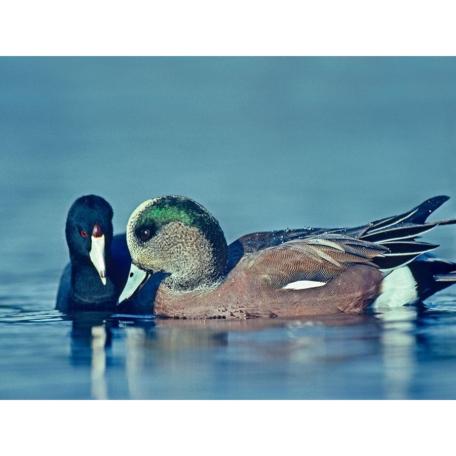 Coot Hoping to Share Food with American Widgeon Drake by Tim Fitzharris-VARPDX60433 Image 1