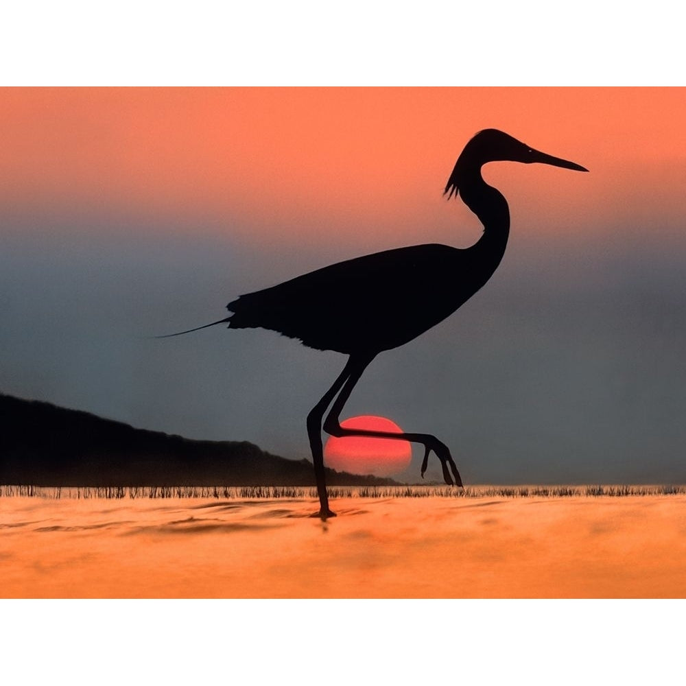 Egret Kenya-Dig Comp by Tim Fitzharris-VARPDX60490 Image 1