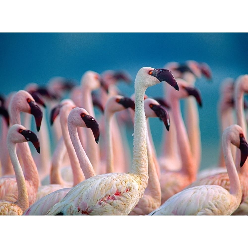 Lesser Flamingos-Kenya by Tim Fitzharris-VARPDX60487 Image 1