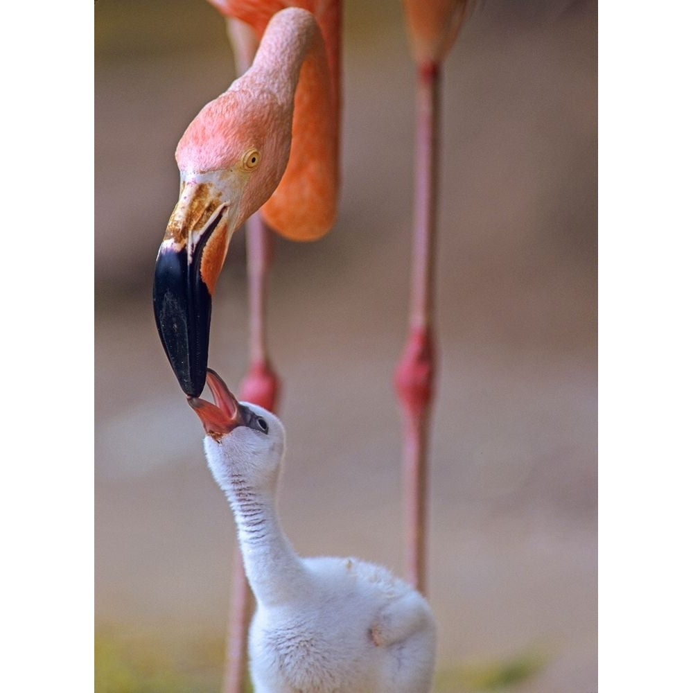 Caribbean Greater Flamingo with Chick by Tim Fitzharris-VARPDX60481 Image 1