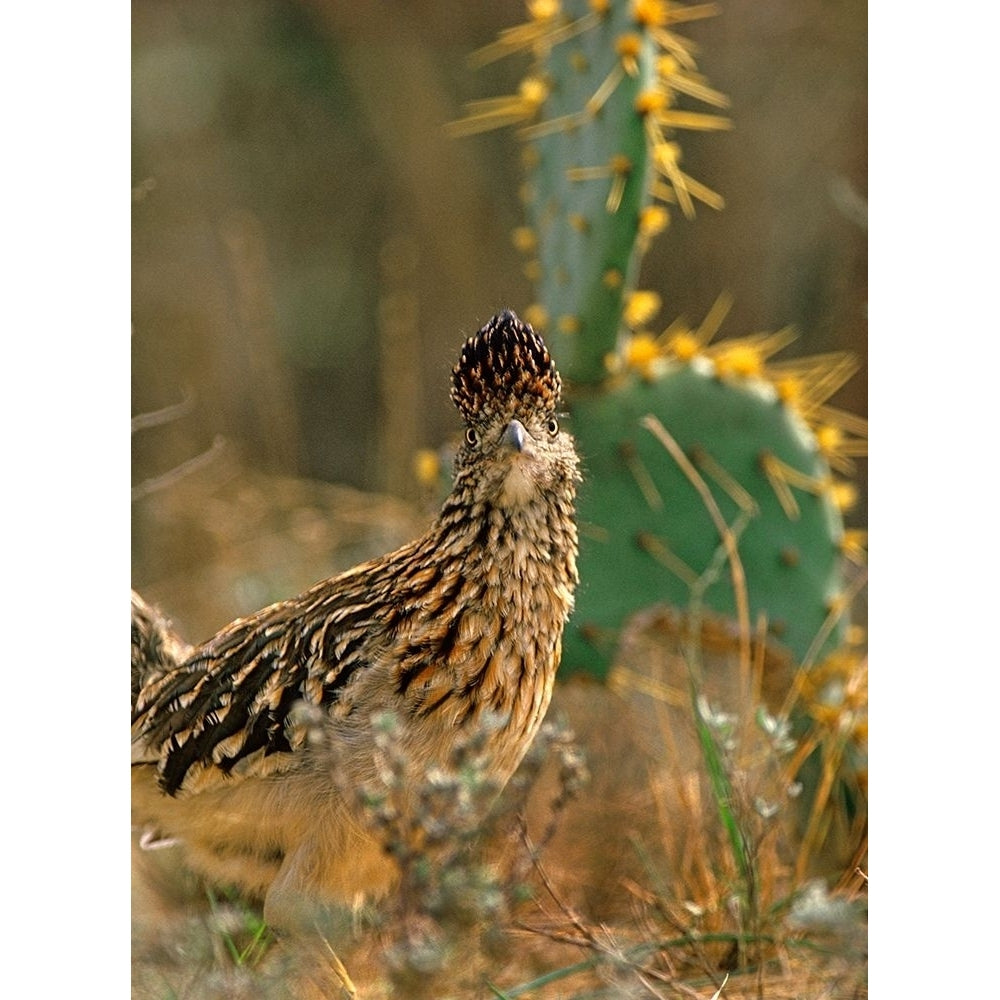 Greater Roadrunner by Tim Fitzharris-VARPDX60503 Image 1