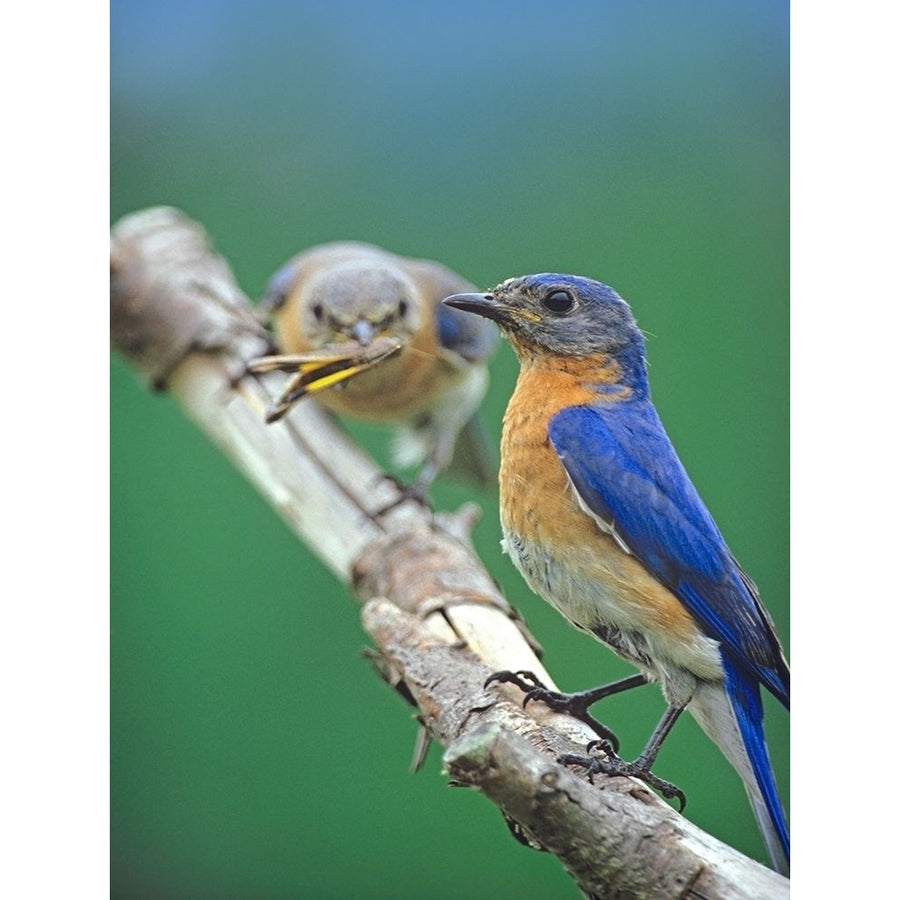 Eastern Bluebirds-male and female by Tim Fitzharris-VARPDX60502 Image 1