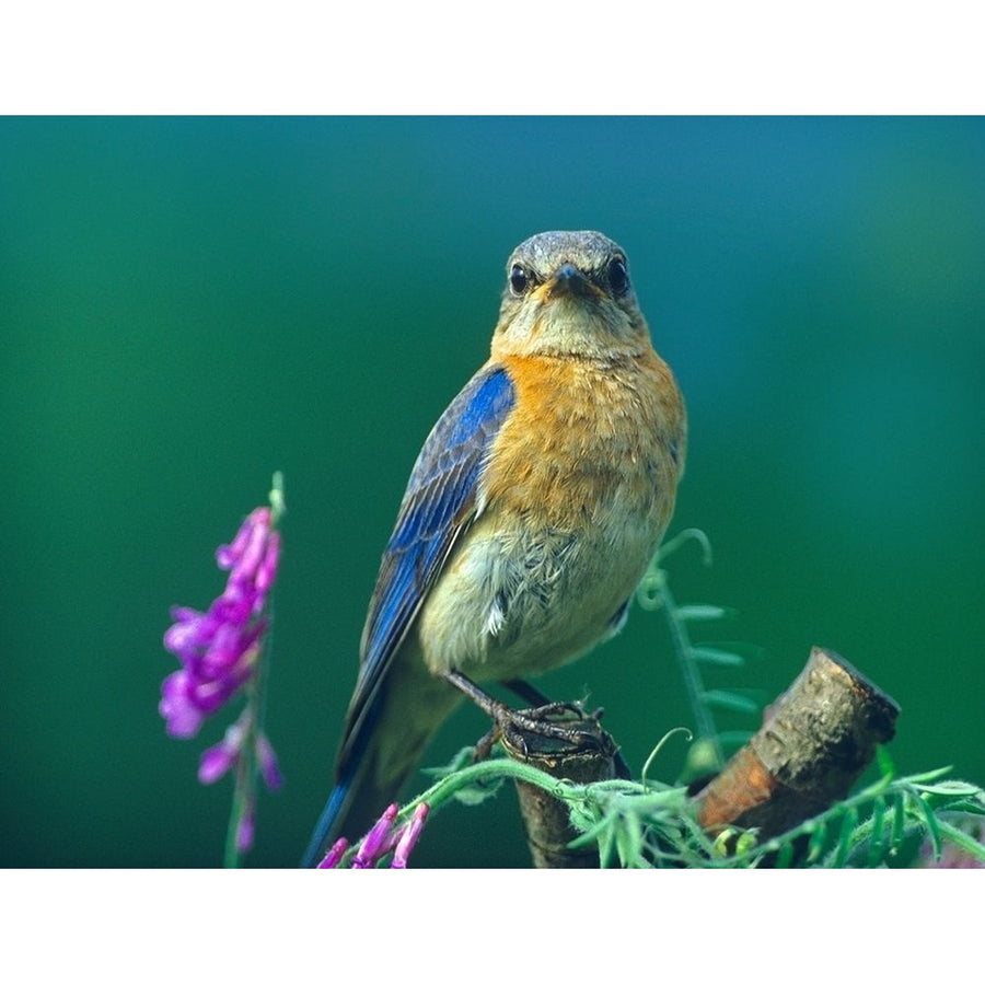 Eastern Bluebird Female II by Tim Fitzharris-VARPDX60501 Image 1