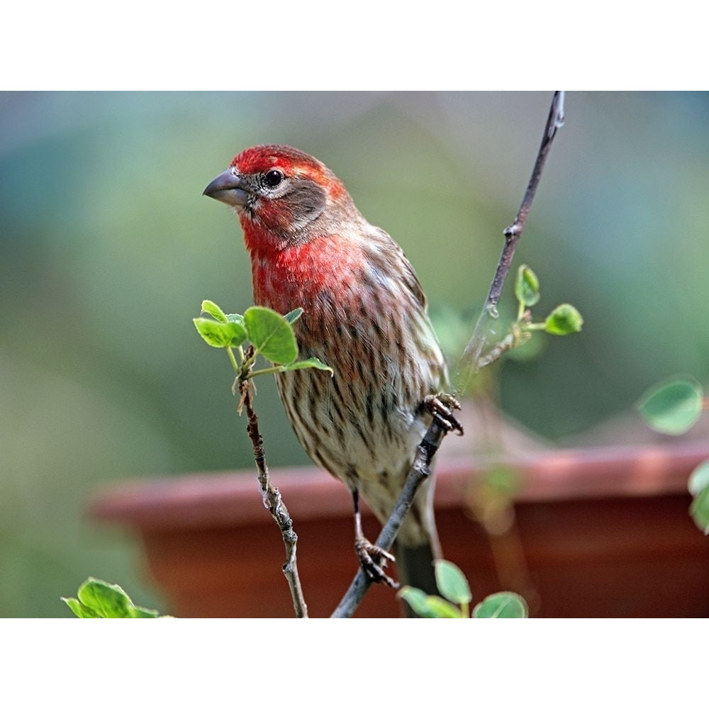 House Finch at Bird Feeder by Tim Fitzharris-VARPDX60504 Image 1