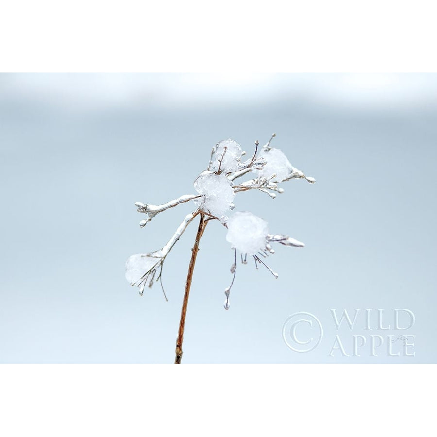 Diamonds in Winter I Poster Print by Felicity Bradley-VARPDX60537 Image 1