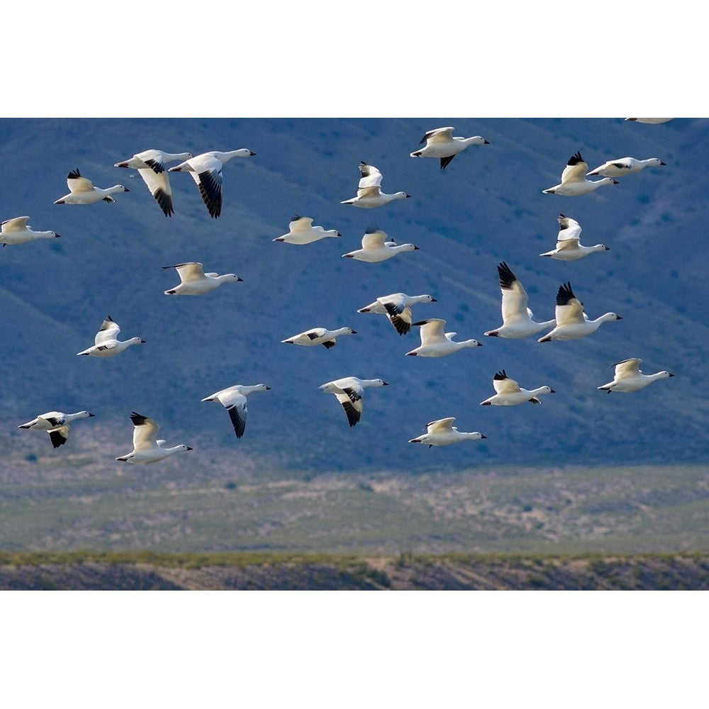 Snow Geese-Bosque del Apache National Wildlife Refuge- Mexico II by Tim Fitzharris-VARPDX60634 Image 1