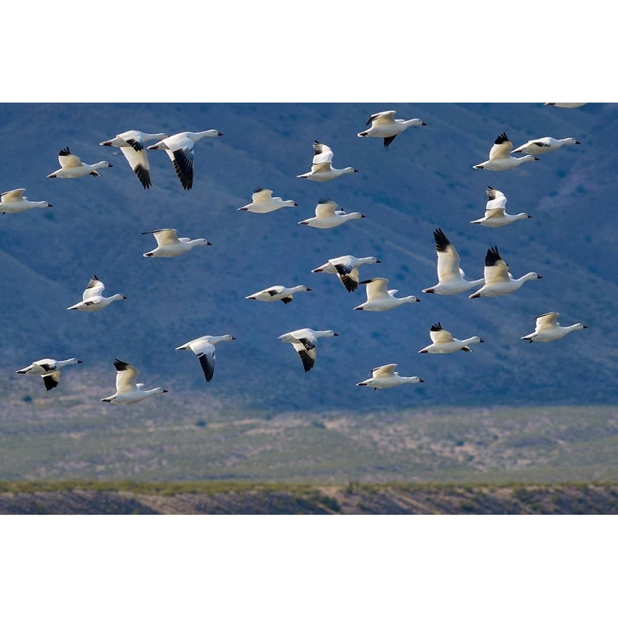 Snow Geese-Bosque del Apache National Wildlife Refuge- Mexico II by Tim Fitzharris-VARPDX60634 Image 1