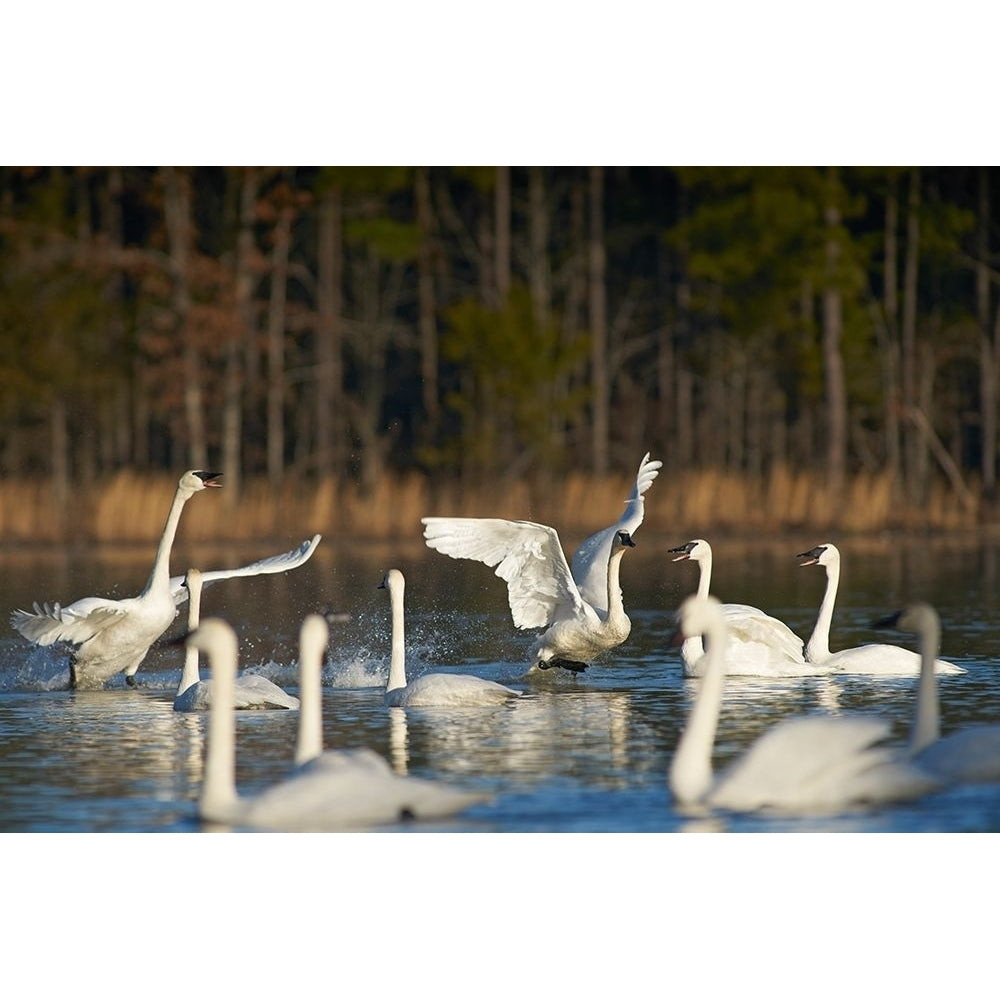 Trumpeter Swans Social Behaviour-Magness Lake-Arkansas by Tim Fitzharris-VARPDX60632 Image 1