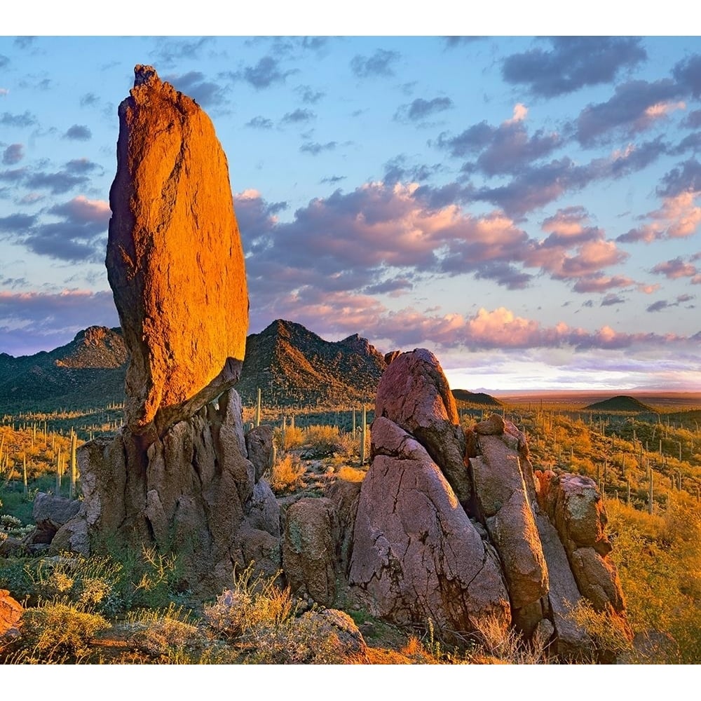 Tucson Mountains-Saguaro National Park-Arizona by Tim Fitzharris-VARPDX60679 Image 1