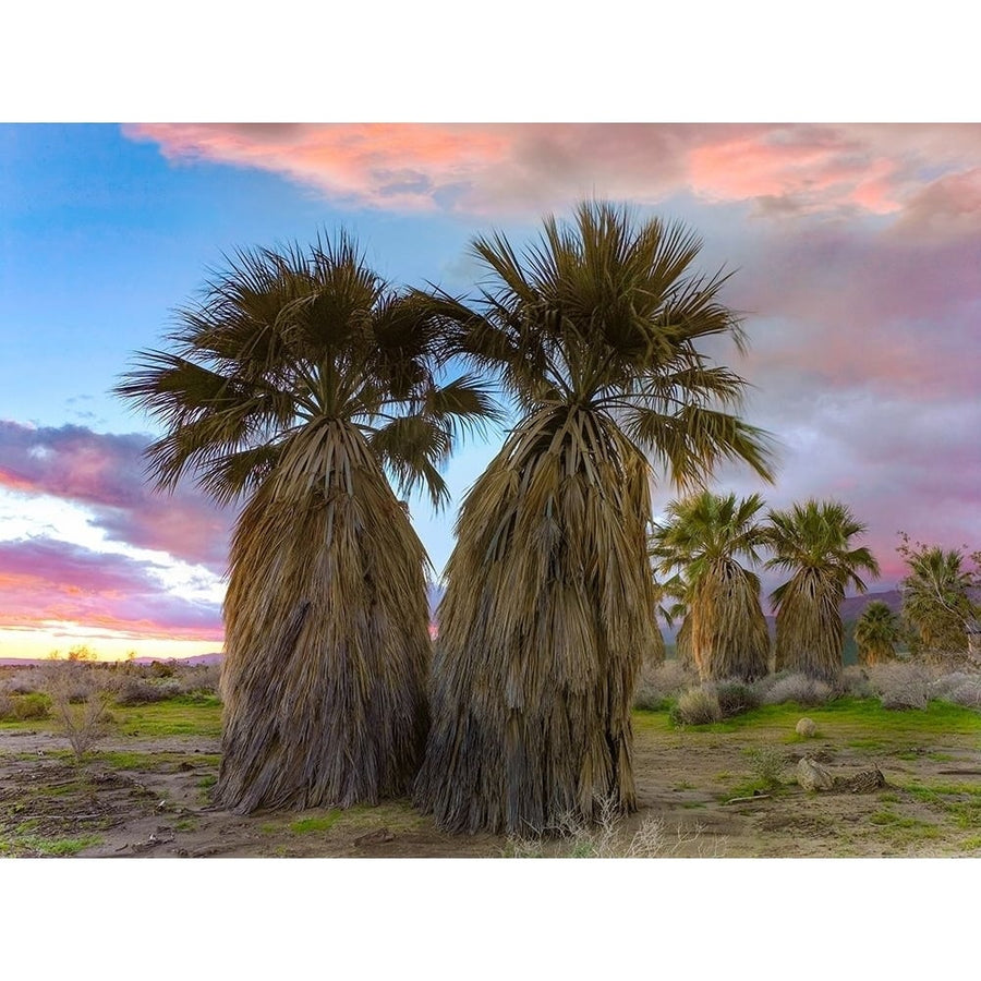 Fan Palms-Anza Borrego Desert-California by Tim Fitzharris-VARPDX60680 Image 1