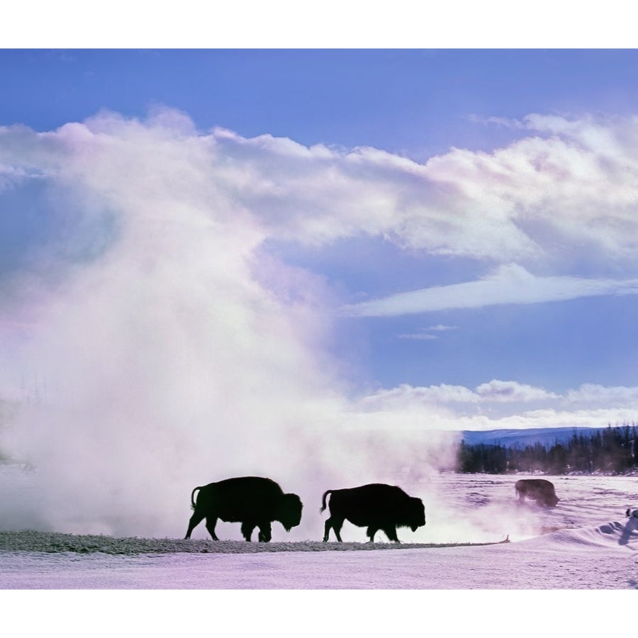 Bison at a Hot Spring-Yellowstone National Park-Wyoming by Tim Fitzharris-VARPDX60718 Image 1