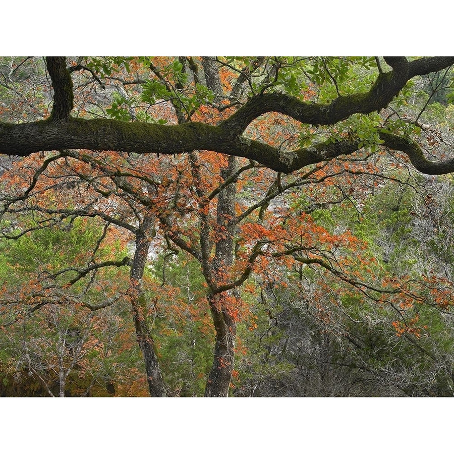 Lost Maples State Park-Texas by Tim Fitzharris-VARPDX60727 Image 1