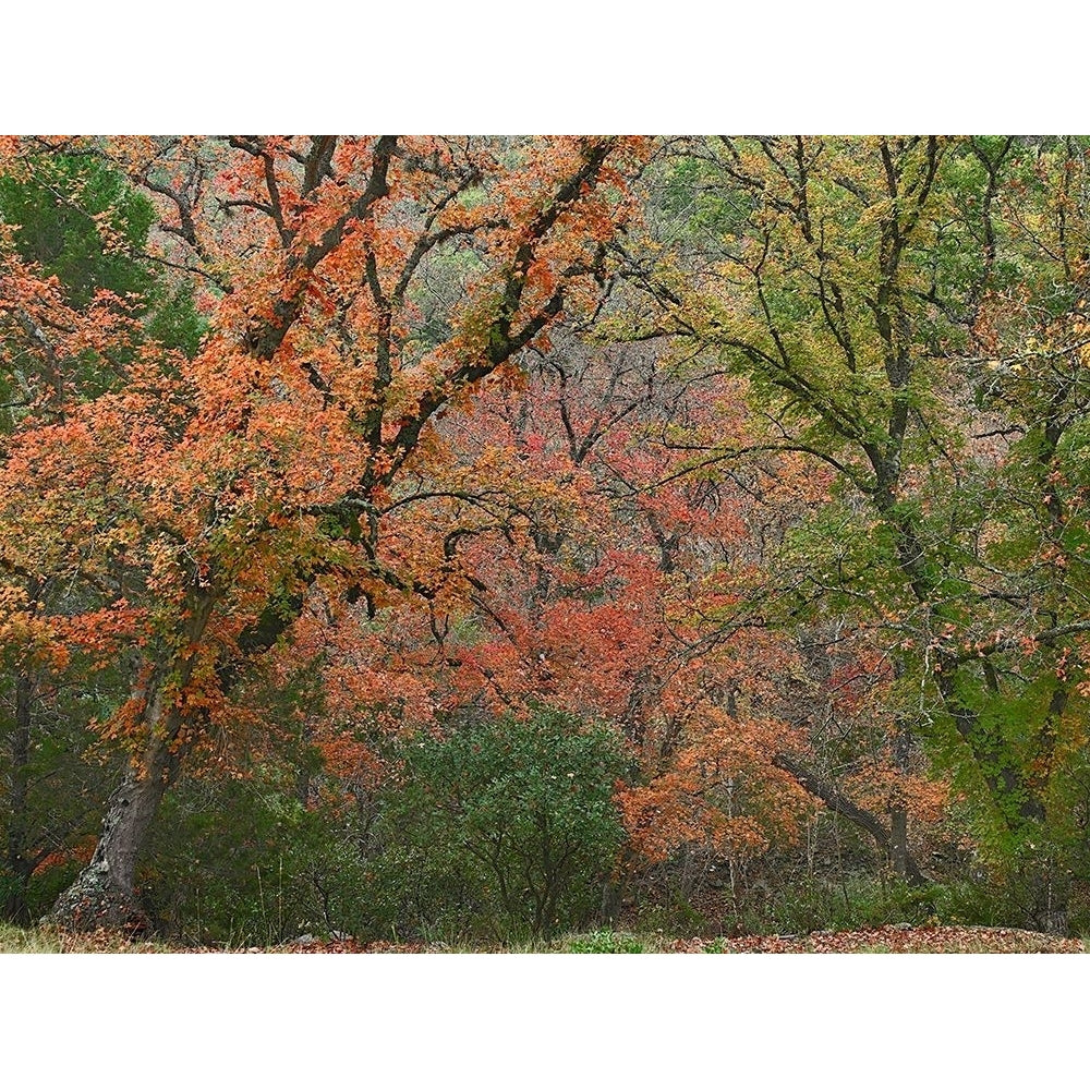 Maples in autumn-Lost Maples State Park-Texas by Tim Fitzharris-VARPDX60726 Image 1