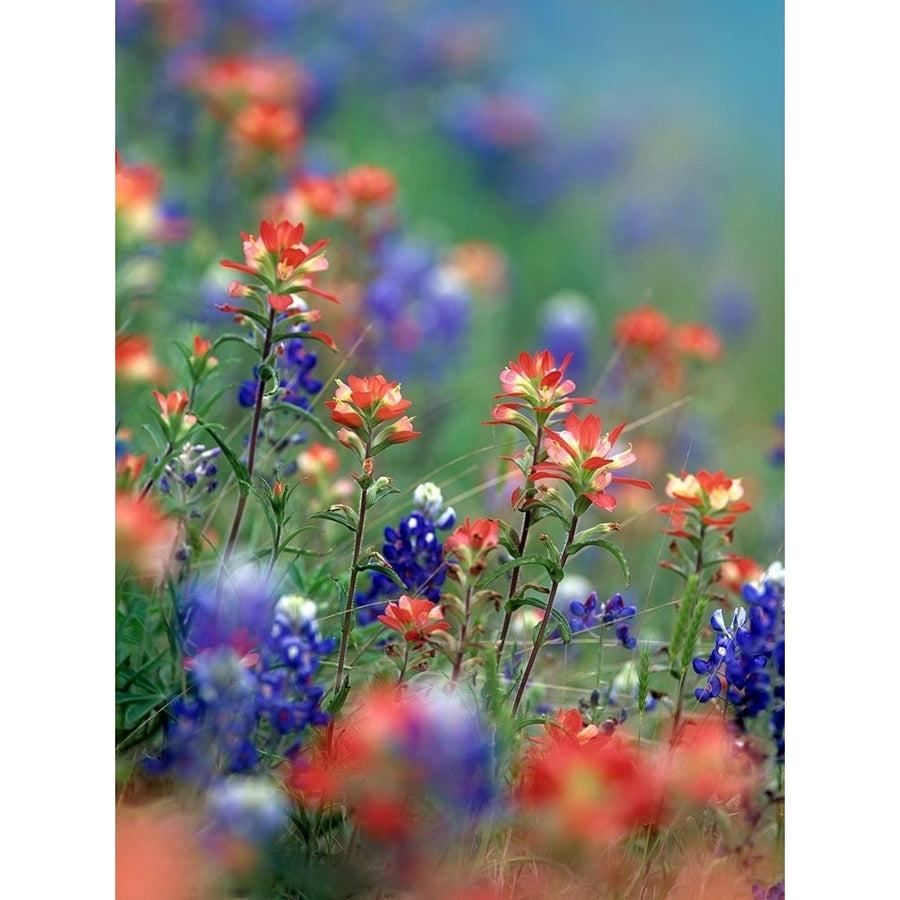 Texas Bluebonnets and Indian Paintbrushes-Hill Country-Texas by Tim Fitzharris-VARPDX60758 Image 1