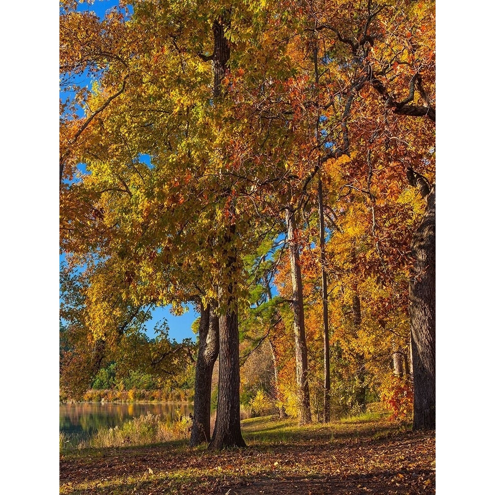 Tyler Lake State Park-Texas by Tim Fitzharris-VARPDX60760 Image 1