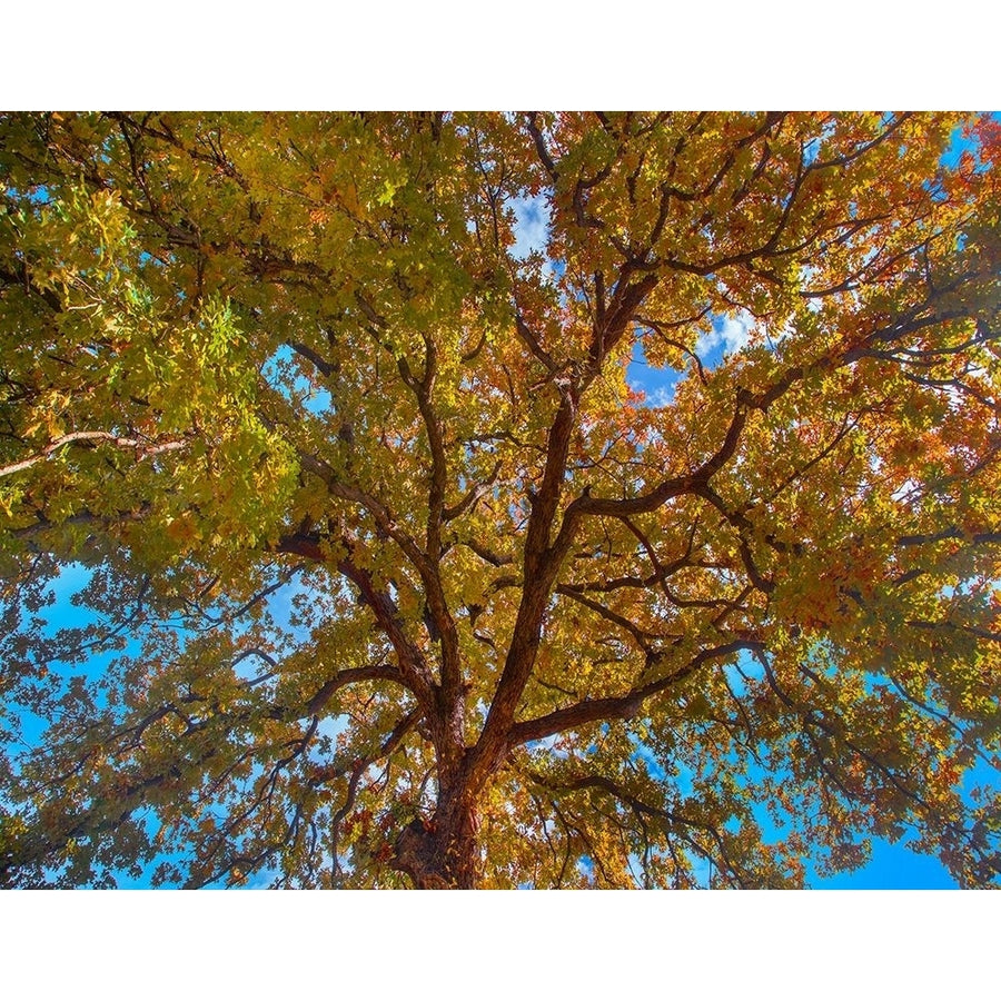 White Oak Tree Crown-Texas by Tim Fitzharris-VARPDX60761 Image 1