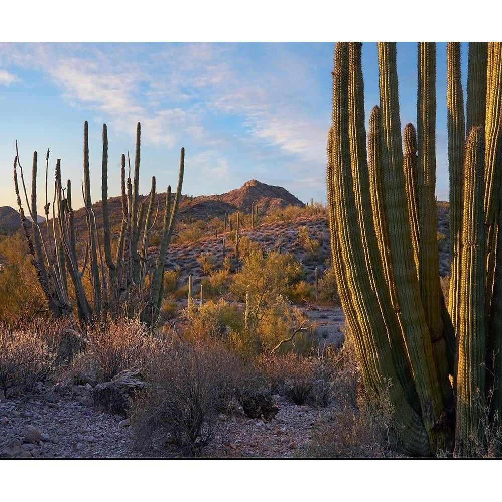 Ajo Mountains-Organ Pipe National Monument-Arizona by Tim Fitzharris-VARPDX60769 Image 1