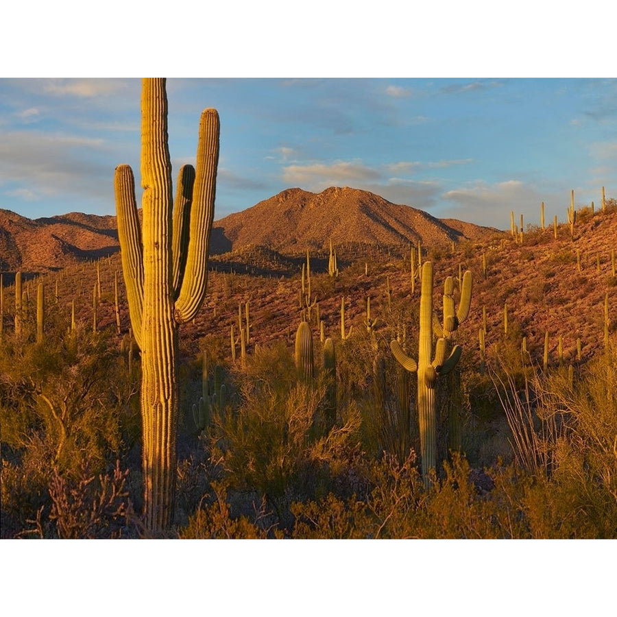 Tucson Mountains-Saguaro National Park-Arizona by Tim Fitzharris-VARPDX60772 Image 1