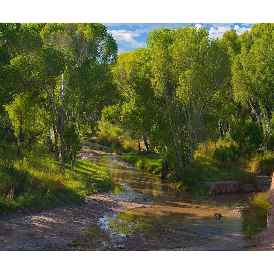 Cottonwoods along the San Pedro River-Arizona-USA by Tim Fitzharris-VARPDX60790 Image 1