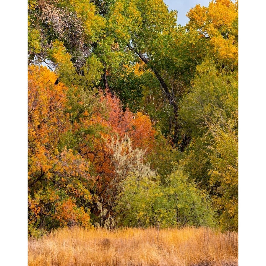 Verde River Valley near Camp Verde-Arizona-USA by Tim Fitzharris-VARPDX60879 Image 1