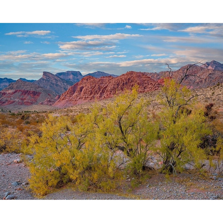 Spring Mountains-Red Rock Canyon National Conservation Area-Nevada by Tim Fitzharris-VARPDX60907 Image 1