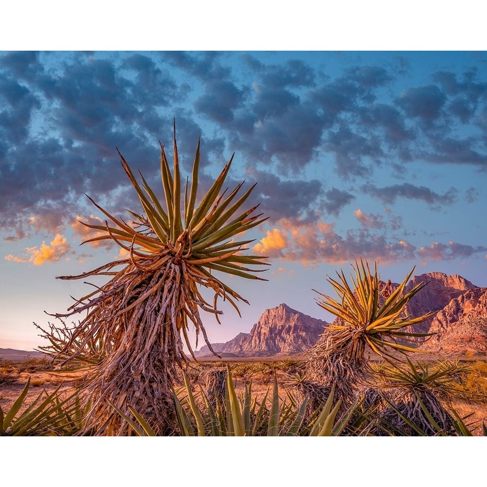 Red Rock Canyon National Conservation Area near Las Vegas-Nevada by Tim Fitzharris-VARPDX60908 Image 1