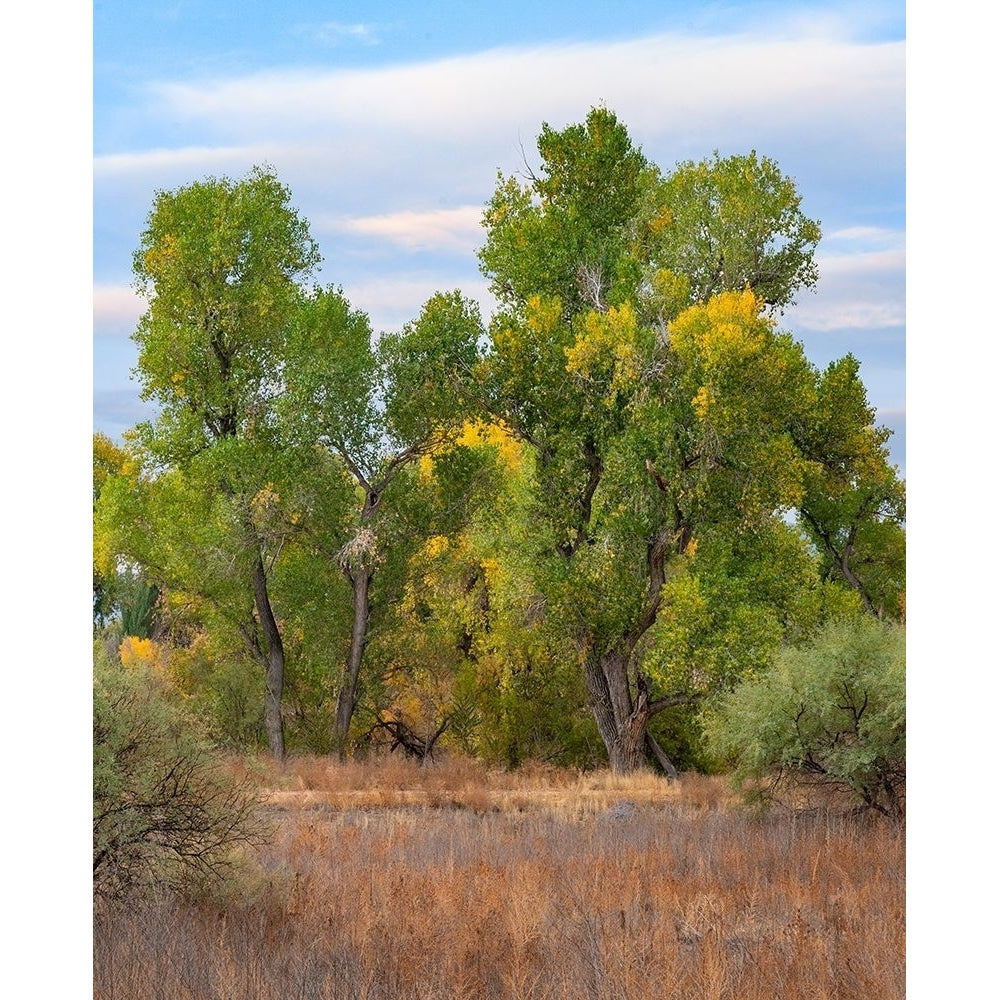 Riverine Forest-Dead Horse Ranch State Park-Arizona by Tim Fitzharris-VARPDX60913 Image 1