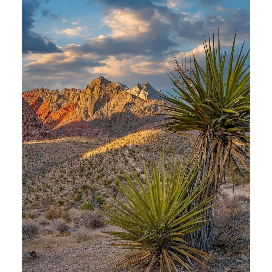 Red Rock Canyon National Conservation Area near Las Vegas-Nevada by Tim Fitzharris-VARPDX60911 Image 1