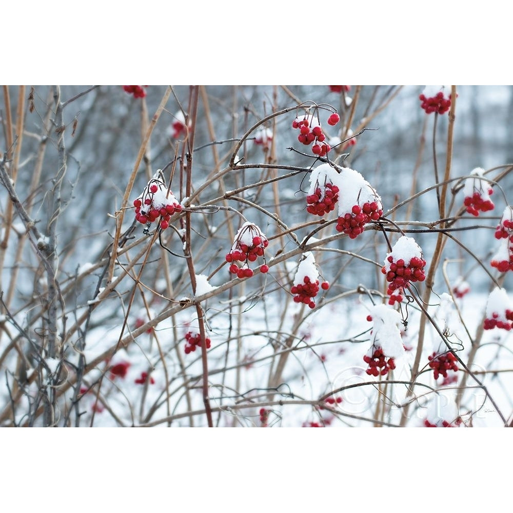 Berries in Winter Poster Print by Sue Schlabach-VARPDX60941 Image 1