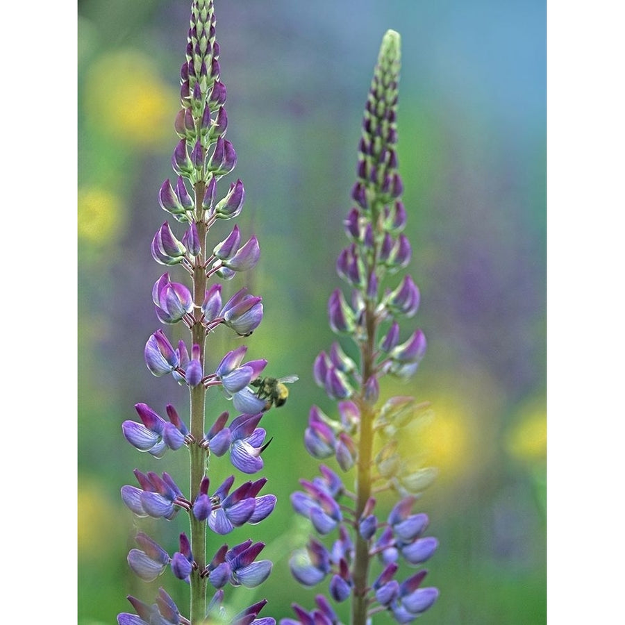 Tall Lupines I by Tim Fitzharris-VARPDX60965 Image 1