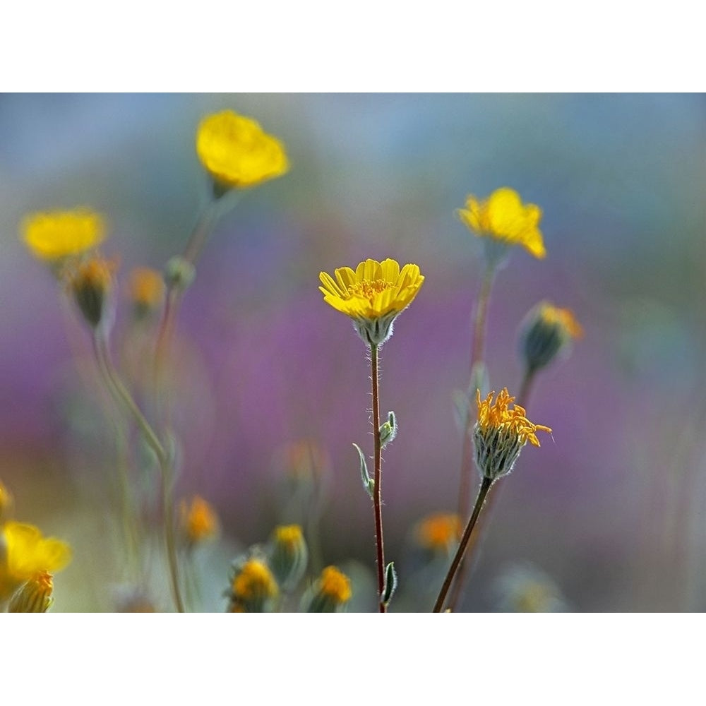 Desert Sunflowers by Tim Fitzharris-VARPDX60977 Image 1