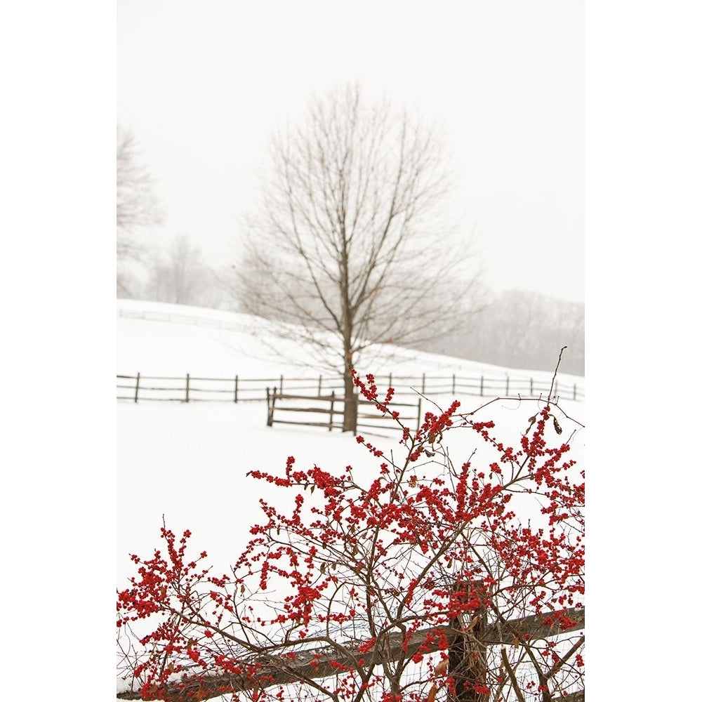 Red on White Poster Print by Aledanda Aledanda-VARPDX60997 Image 1