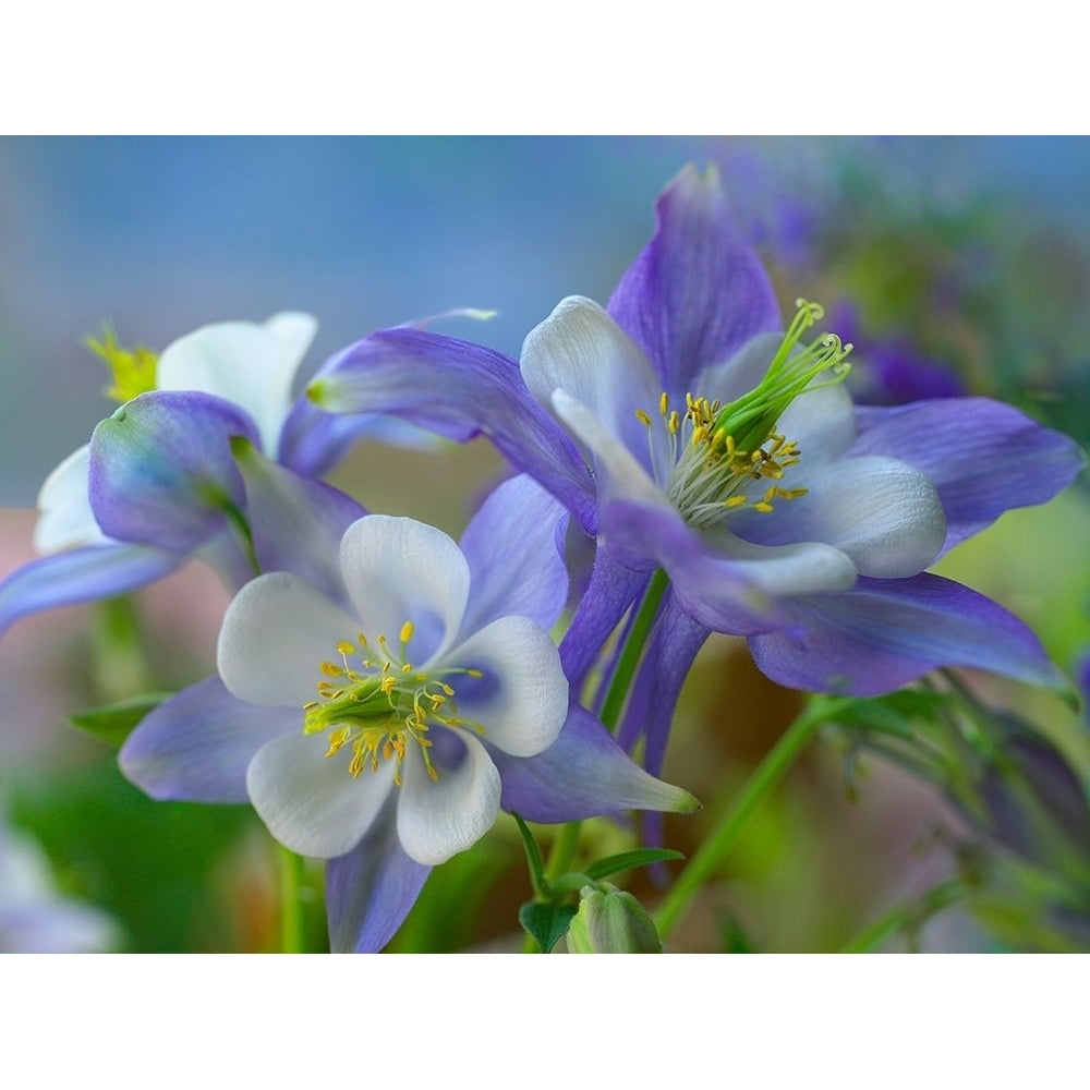 Rocky Mountain Columbine II by Tim Fitzharris-VARPDX61010 Image 1