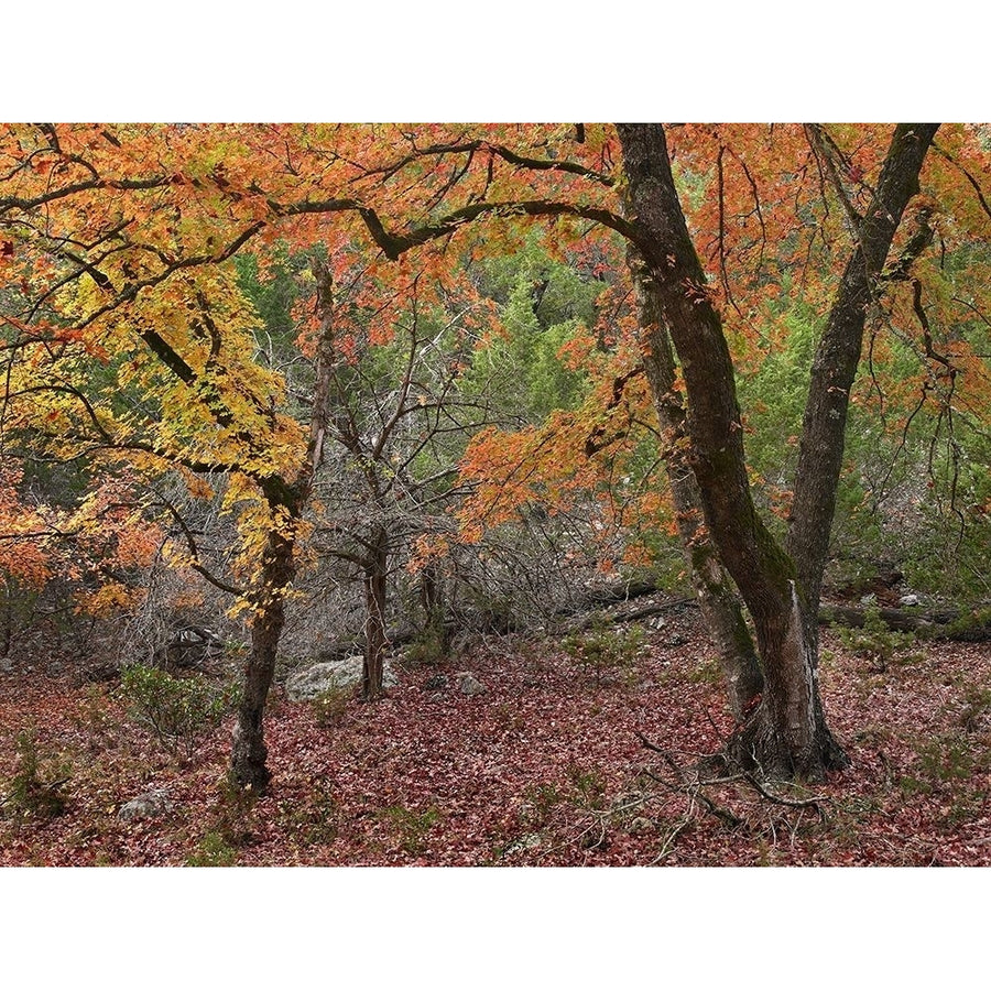 Uvalde Bigtooth Maples by Tim Fitzharris-VARPDX61028 Image 1