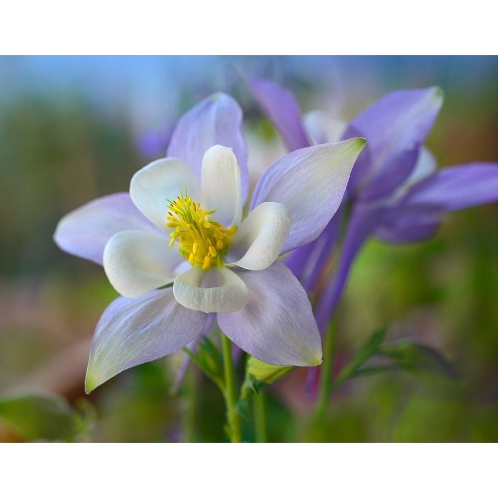 Rocky Mountain Columbine III by Tim Fitzharris-VARPDX61011 Image 1