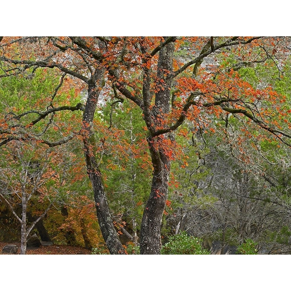 Lost Maples State Park-Texas by Tim Fitzharris-VARPDX61027 Image 1