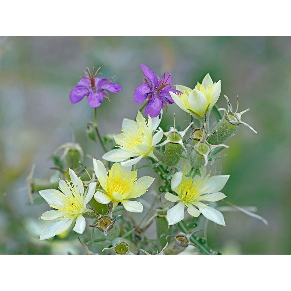 Adonis Blazingstar and wild geranium by Tim Fitzharris-VARPDX61047 Image 1