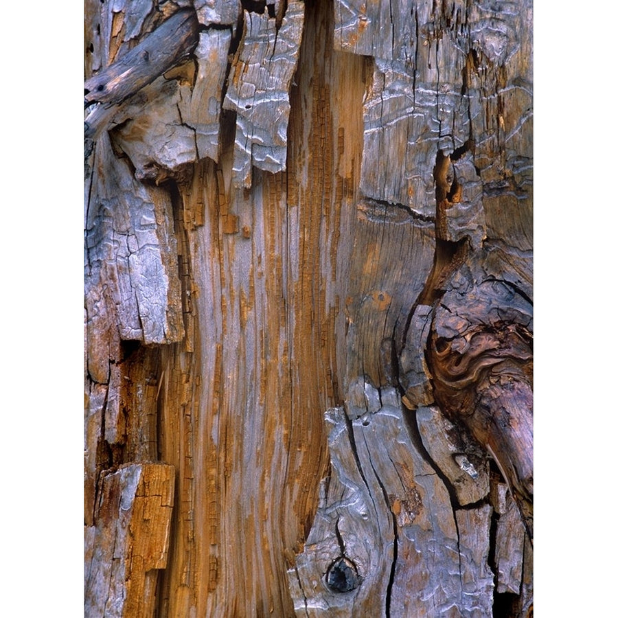 Yellow Cedar Trunk by Tim Fitzharris-VARPDX61048 Image 1