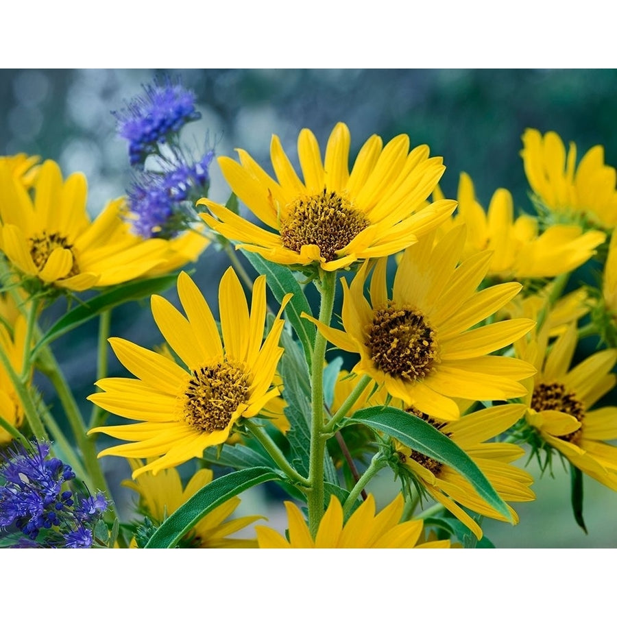 Maximillian Sunflowers by Tim Fitzharris-VARPDX61056 Image 1