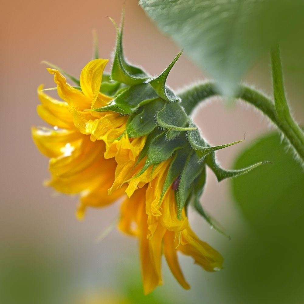 Sunflower by Tim Fitzharris-VARPDX61086 Image 1